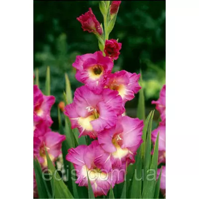 Гладіолус Windsong (Вінсон) 10/12 3 шт./пач.