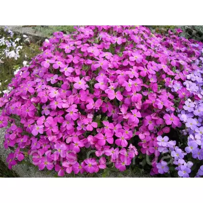 Обрієта рожева