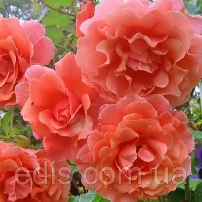 Троянда в'юнка Рожеві перли (Pink Pearls)