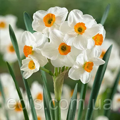 Нарцис багатоквітковий Geranium (Гераніум) 12/14 1 цибулина