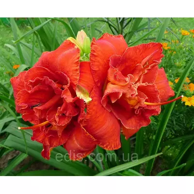 Лілейник Moses Fire кореневище