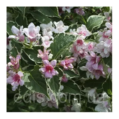 Вейгела квітуча Suzanne (декоративнолистяна), саджанці