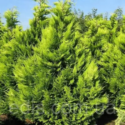 Кипарисовик Stardust (Лавсона Стардаст) у контейнері