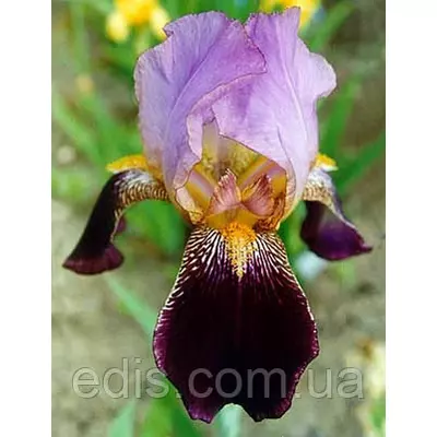 Ірис бородатий Ambassadeur
