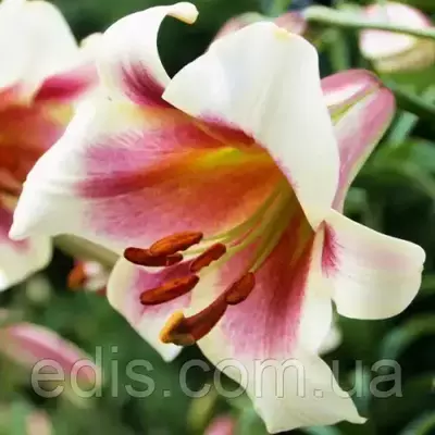 Лілія OT гібрид Passion Moon 1 цибулина 12/14