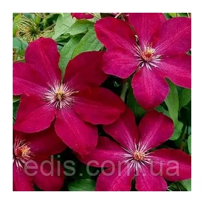 Клематис Rouge Cardinal