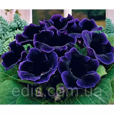 Глоксинія Prins Albert (Принц Альберт) 1 бульба