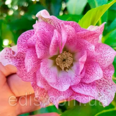 Морозник махровий Hybrids Pink Promise ( Helleborus Pink Promise ) у контейнері