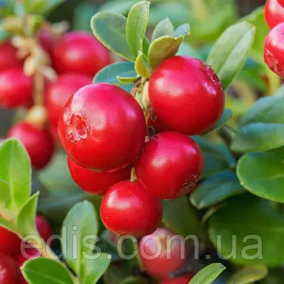 Брусниця Корал 2-річна