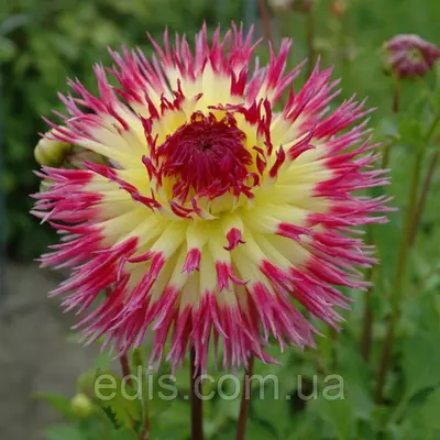 Жоржина Фимбриата Lindsay Michelle