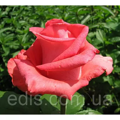 Троянда Рафаелла (Raffaella) чайно-гібридна