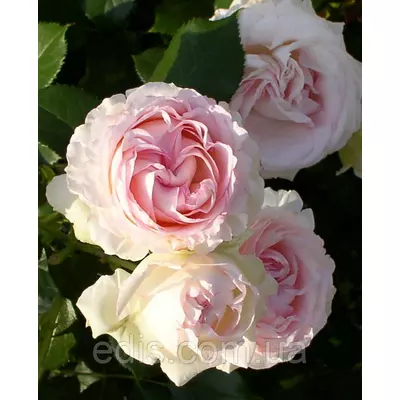 Троянда в'юнка англійська Heart of Rose (Серце троянди)