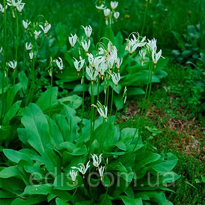 Додекатеон Alba кореневище