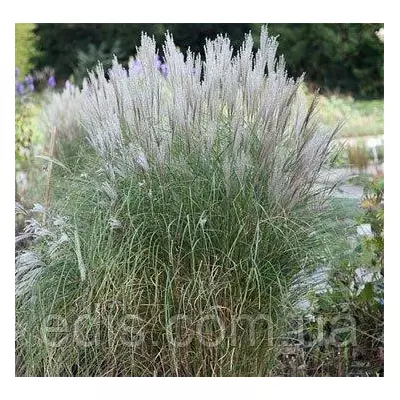 Міскантус Silberspinne (злак декоративний)