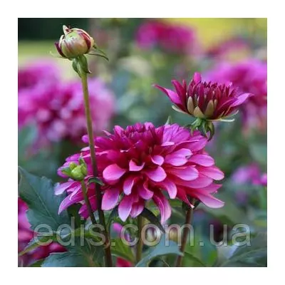 Жоржина низькоросла Gallery Art Nouveau