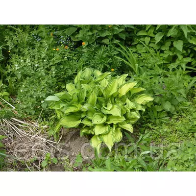 Хоста Fortunei Albopicta (Форчуна Альбопікта) кореневище