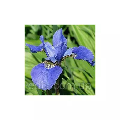 Ірис сибірський Soft Blue (Софт Блю)