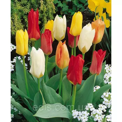 Суміш суперранніх тюльпанів 9 цибулин