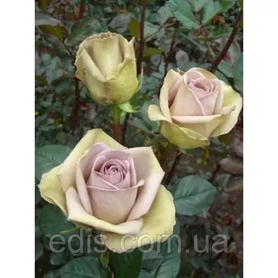Троянда Амнезія (Amnesia) чайно-гібридна