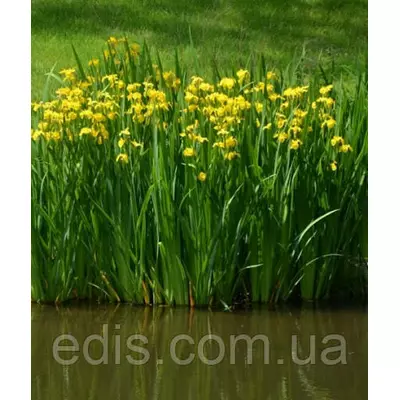 Ірис болотяний жовтий