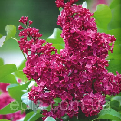 Бузок Червона Москва