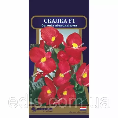 Бегонія вічноквітуча Скалка F1 10 насінин в оболонці, Яскрава PREMIUM