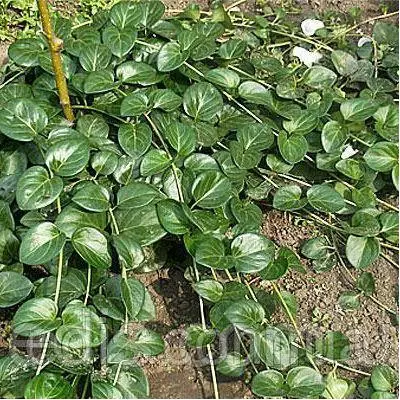 Барвінок великий (Vinca major)