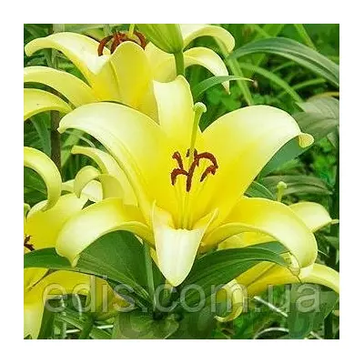Лілія гігант Yellowin (Еллоувін) 1 цибулина 12/14