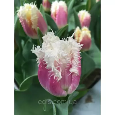 Тюльпан оторочений Siesta (Сієста), 3 цибулини