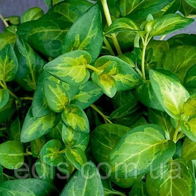 Барвінок великий Maculata у контейнері