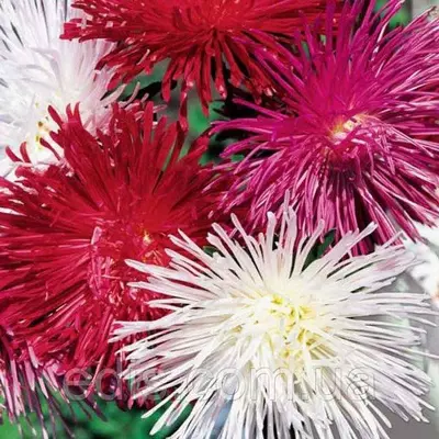 Айстра голчаста Саша 0,3 г насіння Яскрава