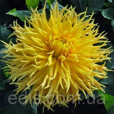 Жоржина Фимбриата Encore