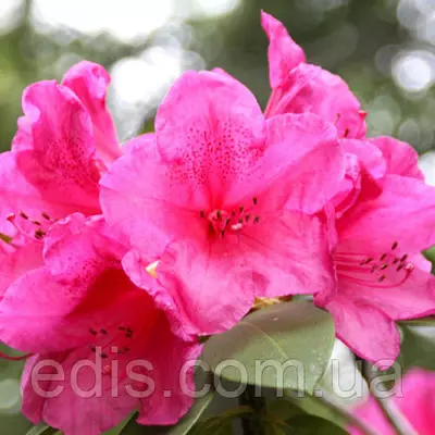 Рододендрон Anna Rose Whitney (Анна Роуз Уитни) в контейнере 5 л