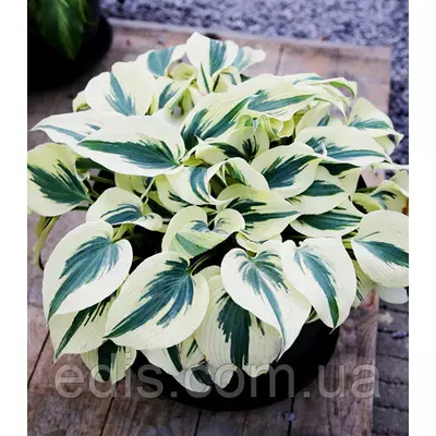 Хоста Firn Line ( Фірн Лайн ) 1-3 розетки, контейнер 0,5-1,5 л,