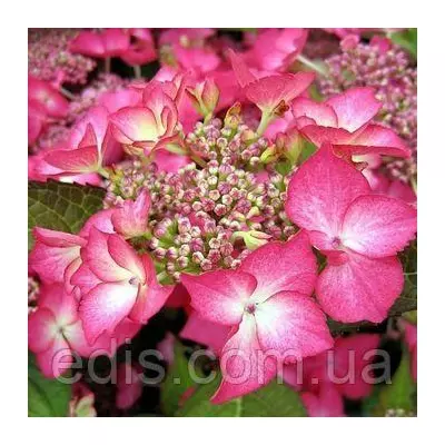 Гортензія Selina у контейнері