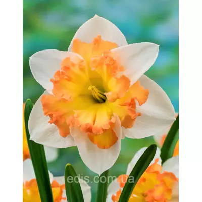 Нарцис розрізнокорончатий Orangery 2 цибулини