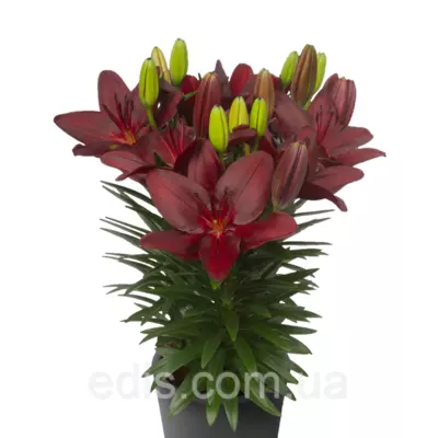 Лілія низькоросла Trendy Pamplona (Тренді Памплона) 1 цибулина 12/14