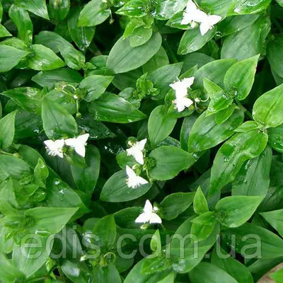 Традесканція прирічна Green Hill, Р9