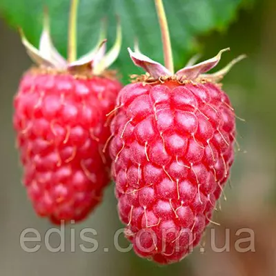 Малина Гусар