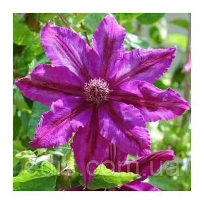 Клематис Kacper (Каспер)