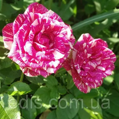 Троянда Пападжено (Papagenо) чайно-гібридна