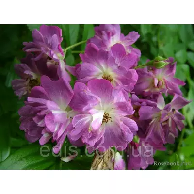 Троянда в'юнка Вейченблау (Veilchenblau)