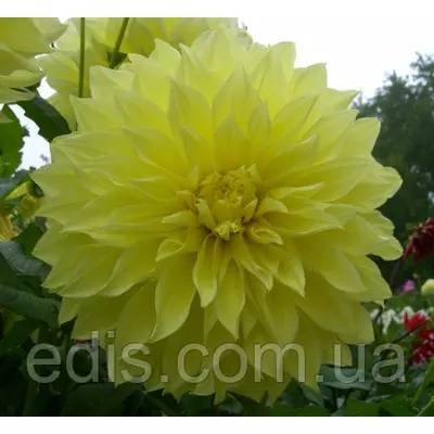 Жоржина гігантська Kelvin Floodlight