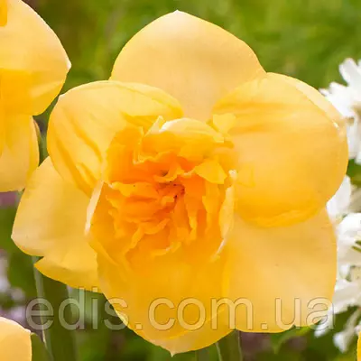 Нарцис махровий Orange Juice (Оранж джюс) 2 шт./уп.