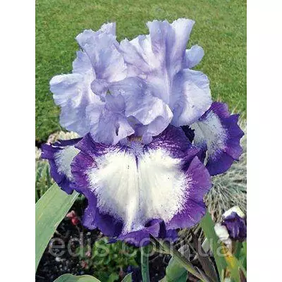 Ірис високий бородатий On Edge (Он Ейдж)