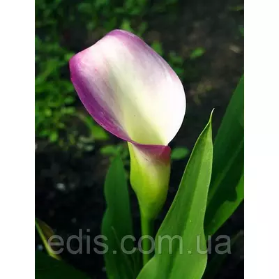 Кала Crystal Blush (Кристал Блаш) 1 бульба 12/14