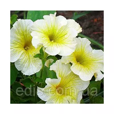 Петунія крупноквіткова Береніка F1, 10 насінин-драже, серія PREMIUM ТМ Яскрава