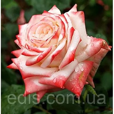 Троянда Імператриця (Imperatrice) чайно-гібридна