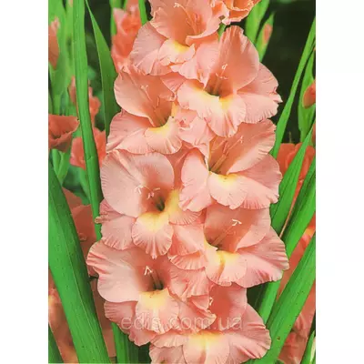 Гладіолус Praha 3 шт./уп., великоквітковий