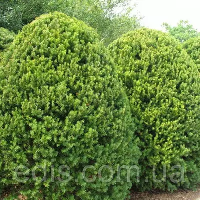 Тіс Hicksii (Хикси) у контейнері